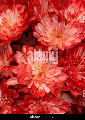Beautiful red carnations blossoms Stock Photo