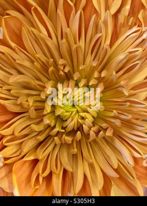 Beautiful fresh orange and yellow chrysanthemum blossom