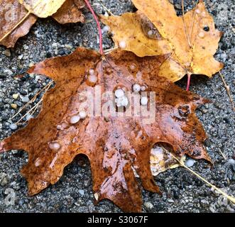 Hail on autumn leaves Stock Photo