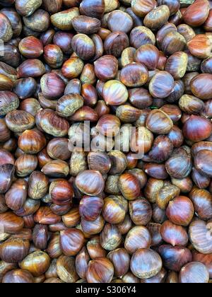 Delicious fresh ripe raw chestnuts, Castanea, Stock Photo