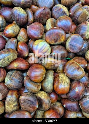 Delicious fresh ripe raw chestnuts, Castanea, Stock Photo