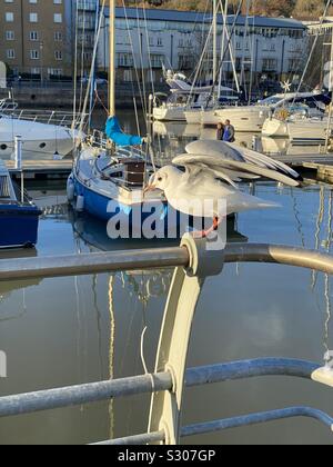 gull in a marina Stock Photo