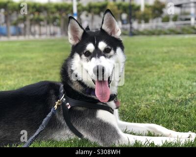 Smiling husky at the park after a long day of fetch, stopping to pose for a picture Stock Photo