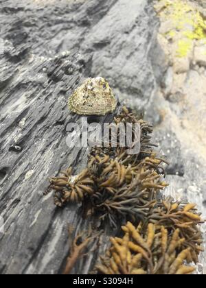 Seaweed and a shell attached at a rock at an cove in Aberporth, Wales. Stock Photo