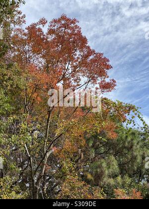 Beautiful autumn trail with bright orange leaves and trees Stock Photo ...