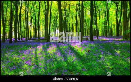 Springtime in an English woodland. The bluebells (Hyacinthodes non-Scripta) are in full bloom creating a fantastic purple effect on the forest floor. Photo Credit - © COLIN HOSKINS. Stock Photo