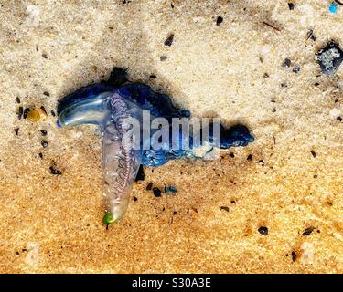 A Bluebottle, or Portuguese Man O' War, washed ashore on a beach Stock ...