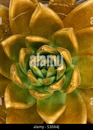 Top view of a succulent plant painted with gold paint as a festive Christmas decoration Stock Photo