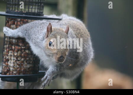 Eastern Grey Squirrel getting his nuts for winter Stock Photo