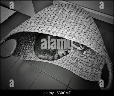 Black and white photo of a cat in a laundry basket. Stock Photo