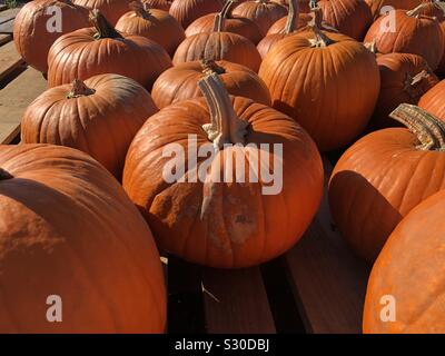 Pumpkins on pallets Stock Photo