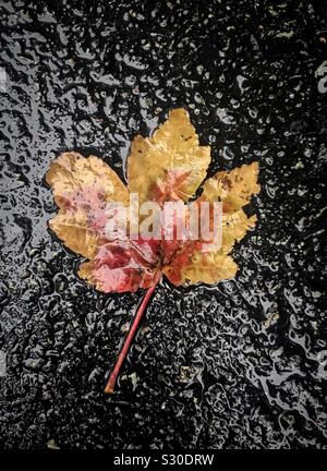 Maple leaf on the asphalt in a rainy day Stock Photo