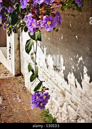 A profusion of Blue Sky Vine flower clusters dramatically cascade down a white wall toward the sidewalk in Ajijic  Mexico. Stock Photo
