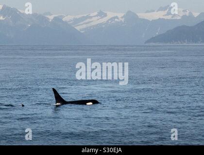 An Orca surfaces to breath in Alaska Stock Photo