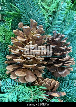 Pine cones resting on a pine tree branch as beautiful Christmas ornaments Stock Photo
