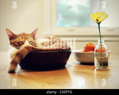 Orange white Ginger tabby cat kitten pet, sleeping in a small bowl with tangerines and yellow flower, tail draped over side. Stock Photo
