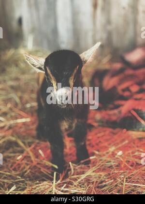 One day old Pygmy goat kid in barn wth hay Stock Photo
