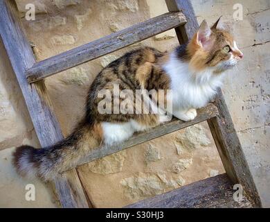 Tortoiseshell cat perched on wooden ladder. Stock Photo