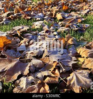 Frosty Plane tree leaves fallen onto grass. Stock Photo