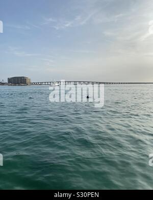 Dolphins swimming in the Gulf of Mexico water Stock Photo