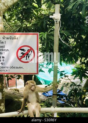Macaque monkey in Phuket, Thailand