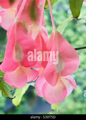 Bunch of Hanging beautiful baby pink flowers  visibly seeing seeds in it-cane begonia, clown begonia, Polka dot Begonia, Begonia maculata flowers- wax begonia flowers Stock Photo