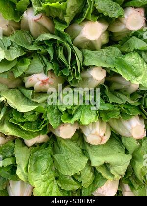 Fresh bunches of green romaine lettuce, Lactuca sativa Stock Photo