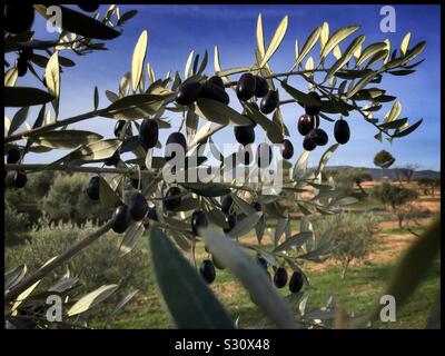 Ripe Farga olives on the tree, Catalonia, Spain. Stock Photo
