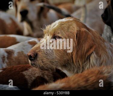 Foxhound: Hunting hounds at a Boxing Day meeting. Stock Photo