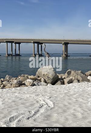 Great blue heron standing on a large rock on shoreline on the beach Emerald Coast in Florida Stock Photo
