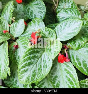 Bunch of African Violet plants with small red flowers on it in my balcony garden in india-Silver leaf flame violet aka Episcia Cupreata Frosty Stock Photo