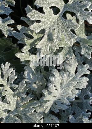 Dusty miller plant with morning dew drops on leaves Stock Photo