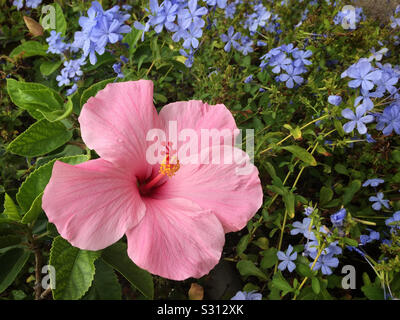 Pink hibiscus surrounded by small blue forget-me-not flowers Stock Photo