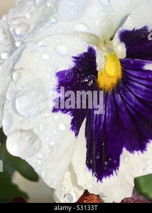 Rain droplets on a white and purple pansy. Stock Photo