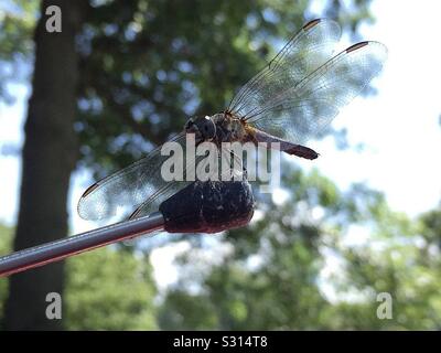 Dragonfly landing on car antenna. Stock Photo