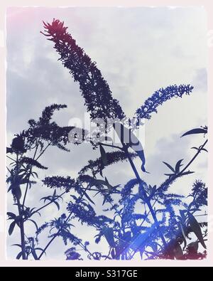 Silhouette of a buddleia shrub (butterfly bush) in winter. The seeds on the dead flower spikes provide food for birds such as finches in the winter season. Stock Photo