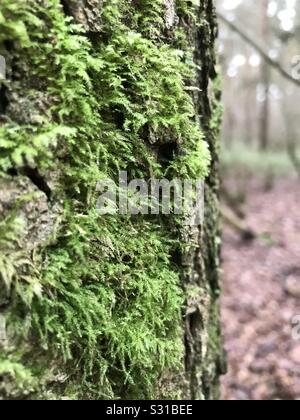 Moss growing on a mature tree in the woodland/forest Stock Photo