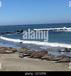 Saw the elephant seals! Stock Photo