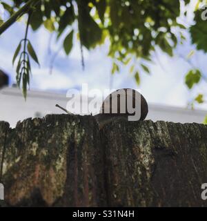 A snail on an old wooden fence, with a blue sky and wisteria leaves behind Stock Photo