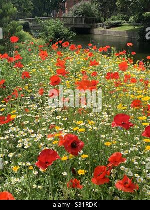 Poppies and wild flowers by a river Stock Photo
