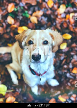 Dog in autumn leaves Stock Photo
