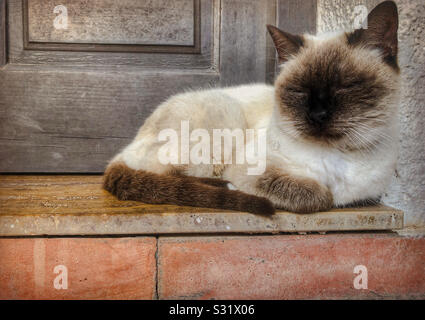 Siamese cat sleeping in the sun on a doorstep Stock Photo