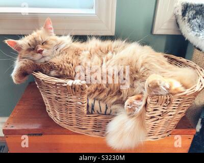 Fluffy senior cat sleeping in pet bed Stock Photo