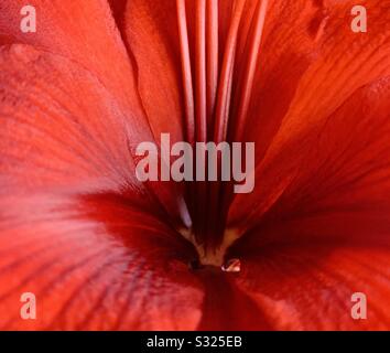 Red hibiscus flower up close Stock Photo