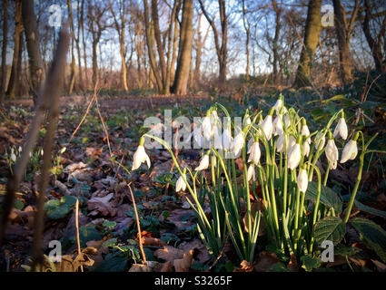 Snowdrops in Wood Stock Photo