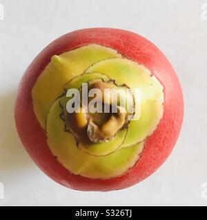 Close up pic of Bright Red colour betel nut is the seed of the fruit of the Areca palm, Areca nut aka adakka Stock Photo