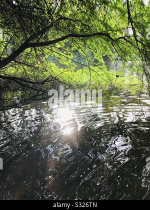 Though its a far shot, but I like the ripples in water and dazzling sunshine’s along through the branches of tree , and the sun glazing in water ripples.. Stock Photo