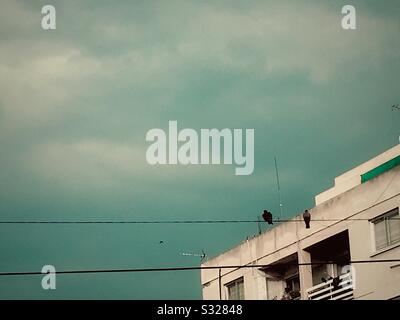 Two birds sitting on wires on turquoise sky Stock Photo