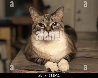 Portrait of beautiful Siamese-Tabby-mix domestic cat, medium length fur, white chest and white paws, gorgeous blue eyes Stock Photo