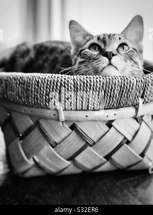 Domesticated grey striped kitten tabby cat pet in weaved basket looking up, curios and alert. Stock Photo